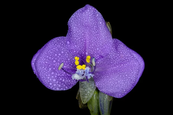 Murdannia Giganteum fleur — Photo