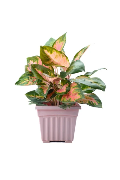 Tencerede Aglaonema modestum.
