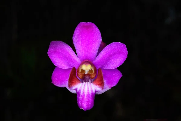 Doritis pulcherrima orchidées . — Photo