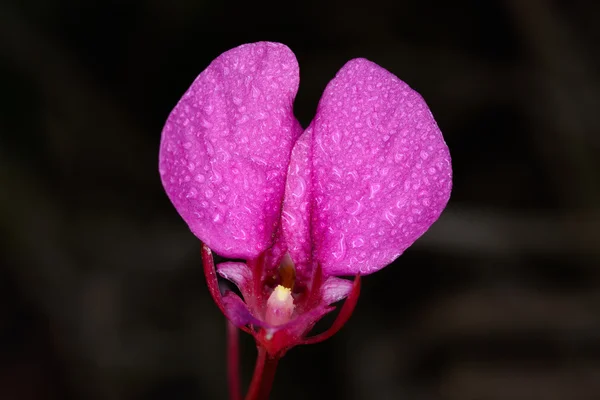 Impatiens pseudochinenis, Balsaminaceae — Stok fotoğraf