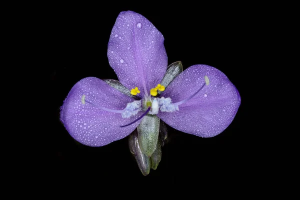 Murdannia giganteum, Commelinaceae — Foto de Stock
