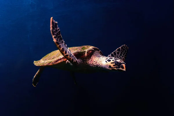 Green turtle in the blue. — Stock Photo, Image