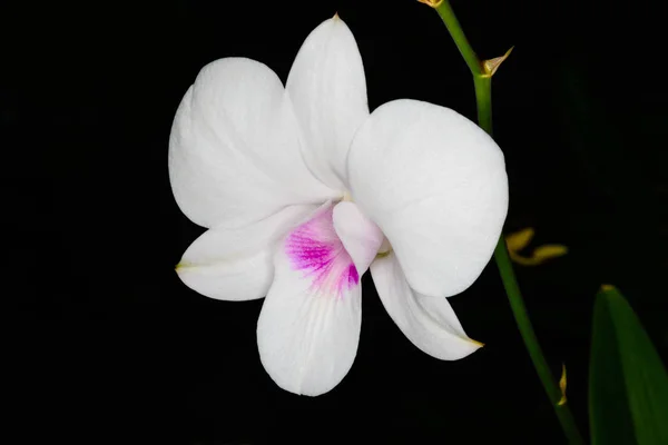 Orquídea branca bonita . — Fotografia de Stock