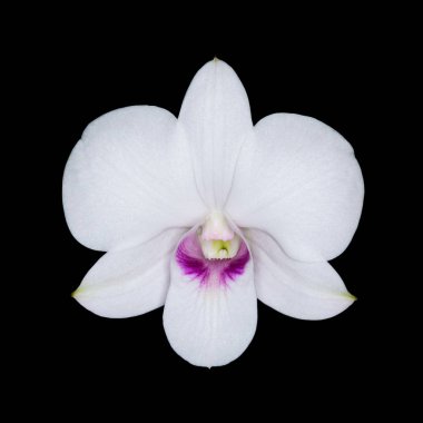 güzel beyaz orkide.