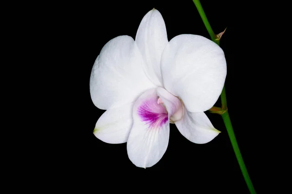 Hermosa orquídea blanca . — Foto de Stock