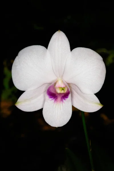 Orquídea branca bonita . — Fotografia de Stock