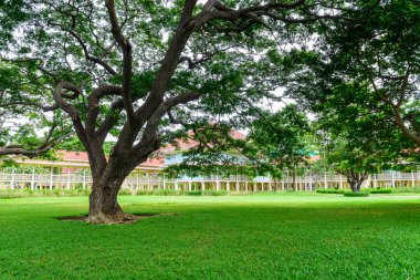 Ağaçlı Yeşil Alan.