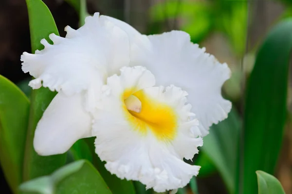 Orquídea branca bonita . — Fotografia de Stock