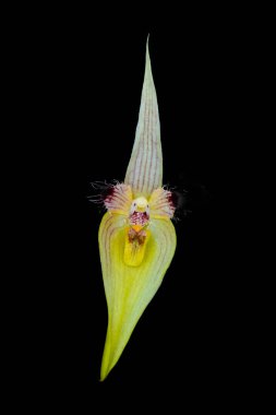 Bulbophyllum blepharistes f Rchb..