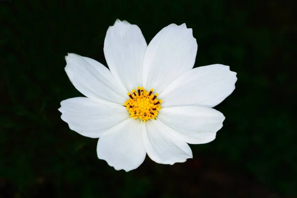 Close up bela flor branca flor, estames amarelos . — Fotografia de Stock