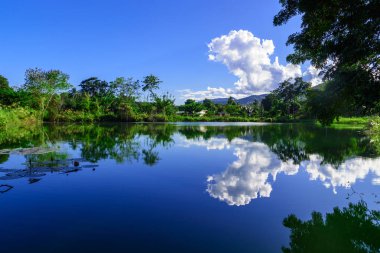 Bir ormandaki açık mavi göl.