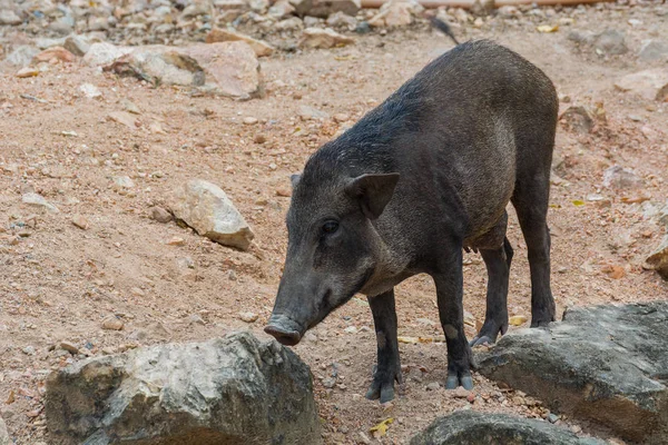 Wild boar in forest — Stock Photo, Image