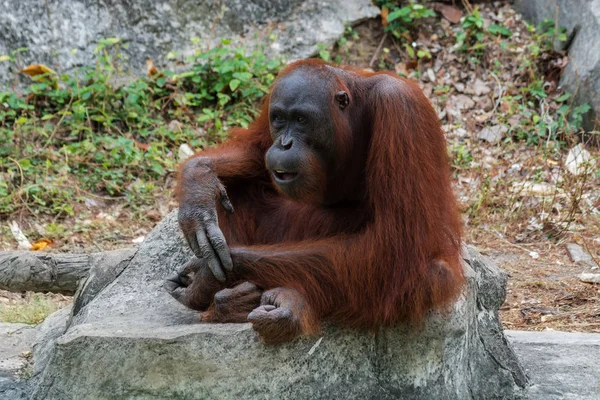 Orang-outan ou Pongo pygmaeus . — Photo