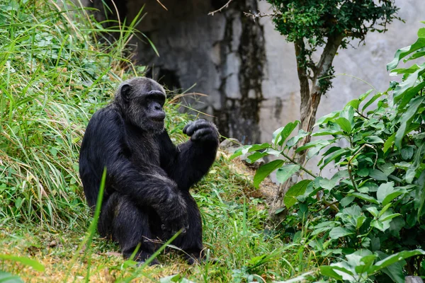 Gorillas in ihrem natürlichen Lebensraum. — Stockfoto