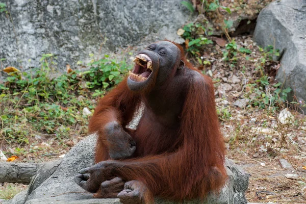 Orang-outan ou Pongo pygmaeus . — Photo