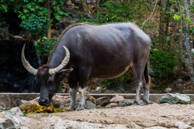 Bubalus arnee Hayvanat Bahçesi.