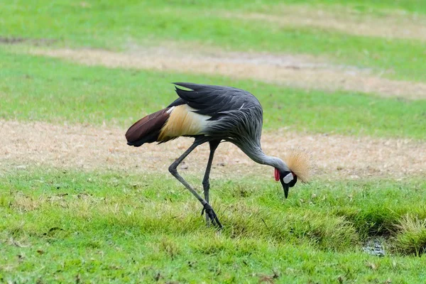 Grå krönt crane. — Stockfoto