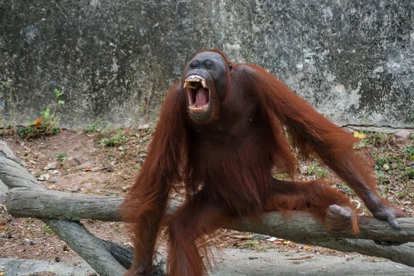 Orangotango ou Pongo pygmaeus . — Fotografia de Stock