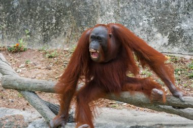 Orangutan veya Pongo pygmaeus.
