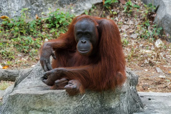 Orang-outan ou Pongo pygmaeus . — Photo