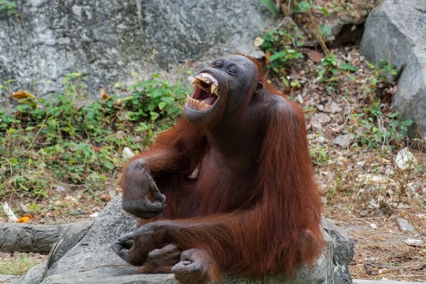 Orangutan or Pongo pygmaeus. — Stock Photo, Image