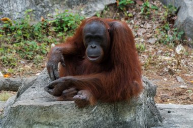 Orangutan veya Pongo pygmaeus.