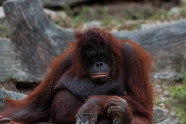 Orang-Utan oder Pongo-Pygmaeus. — Stockfoto