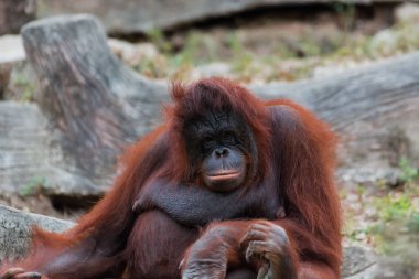 Orangutan veya Pongo pygmaeus.