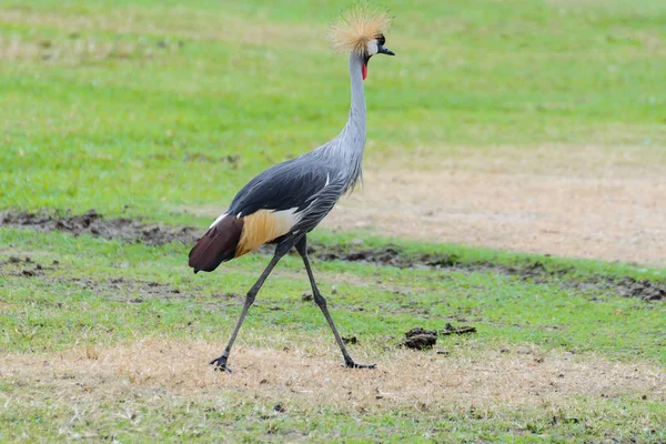 Gru coronata grigia . — Foto Stock