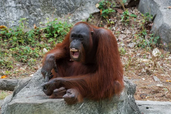 Orang-outan ou Pongo pygmaeus . — Photo
