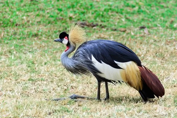 Grijze gekroonde kraan. — Stockfoto