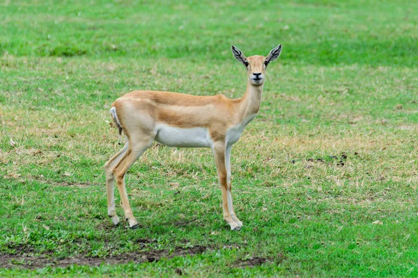 Thomson's gazelle. — Stock Photo, Image