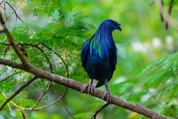 Caloenas Nicobarica Bird. — Stock Photo, Image