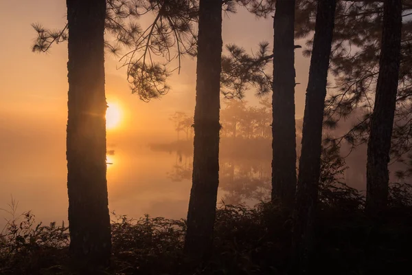 Lago y bosque de pinos . — Foto de Stock