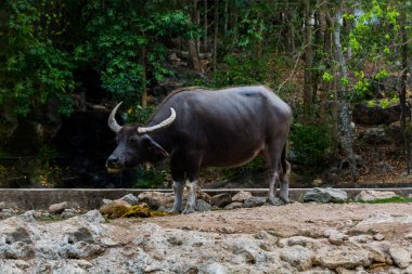 Bubalus arnee Hayvanat Bahçesi.