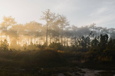 Puslu çam ormanı bir doğa.