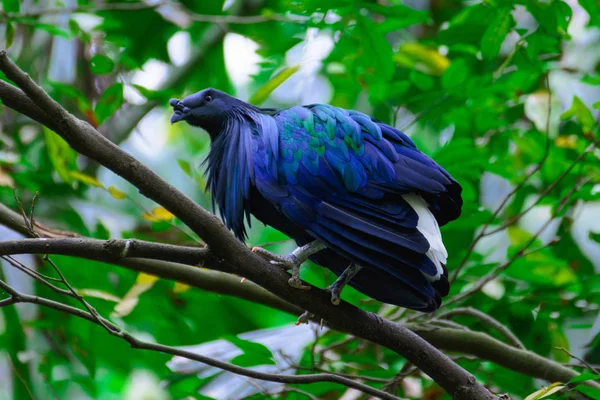 Caloenas Nicobarica Bird. — Stock Photo, Image