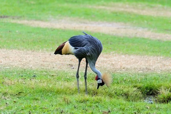 Grey crowned crane. — Stock Photo, Image
