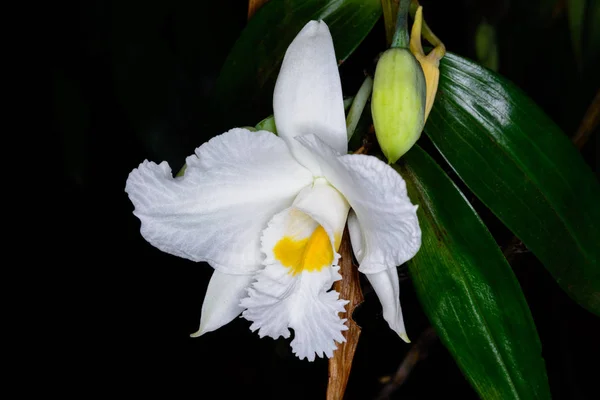 Dendrobium infundibulum Lindl. — Stock Photo, Image