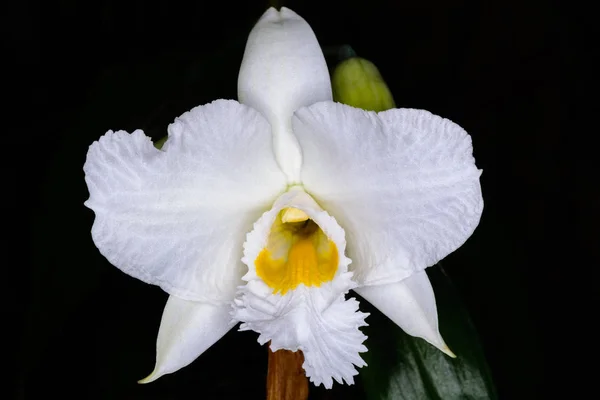 Infundíbulo de Dendrobium Lindl. — Foto de Stock