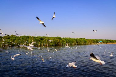 Martı denizde uçuyor..
