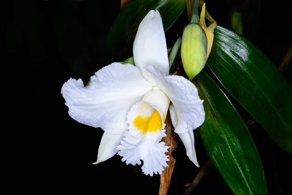 Infundíbulo Dendrobium Lindl. — Fotografia de Stock