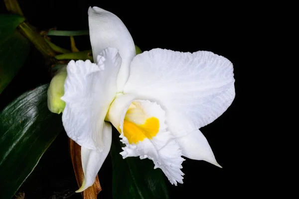 Infundíbulo Dendrobium Lindl. — Fotografia de Stock