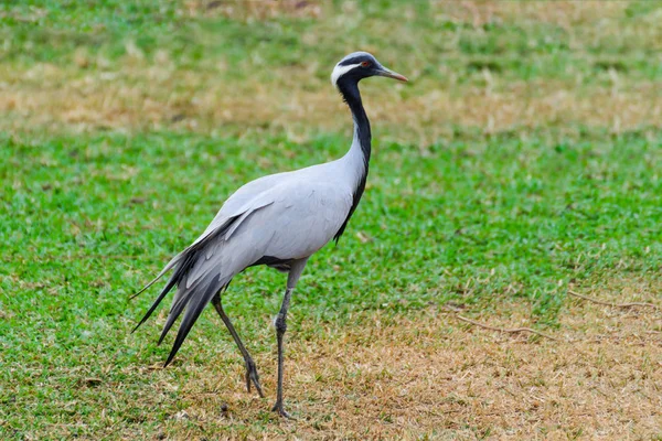 Emoiselle crane (Grus virgo) ) — стоковое фото
