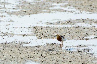 Çin Pond Heron Ardeola bacchus.