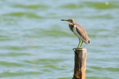 Çin Pond Heron Ardeola bacchus.