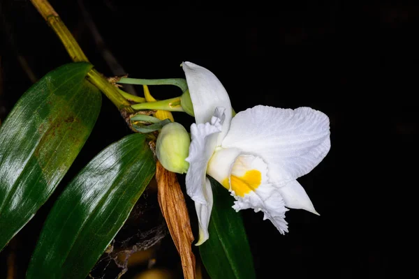 Dendrobium infundibulum Lindl. — Stock Photo, Image