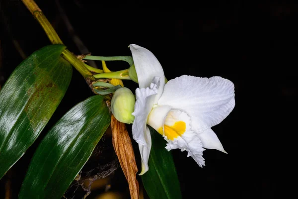 Infundíbulo Dendrobium Lindl. — Fotografia de Stock