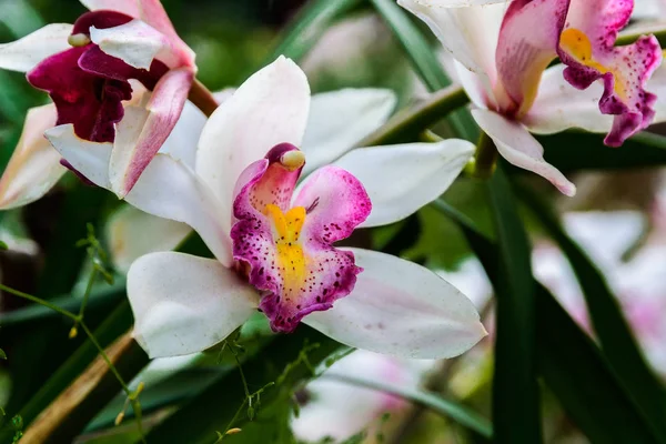 Orquídea branca bonita . — Fotografia de Stock