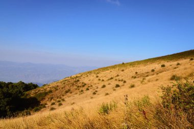 Güzel altın çayır.